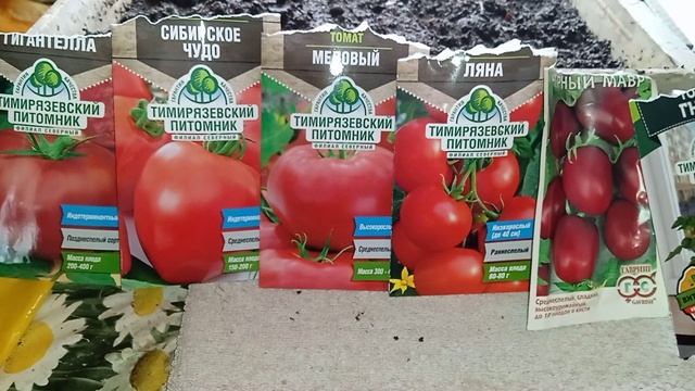 Посадка томатов без пикировки.Томаты сортов-гигантелла,сибирское чудо,медовый,ляна,черный мавр,гном.