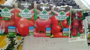 Посадка томатов без пикировки.Томаты сортов-гигантелла,сибирское чудо,медовый,ляна,черный мавр,гном.