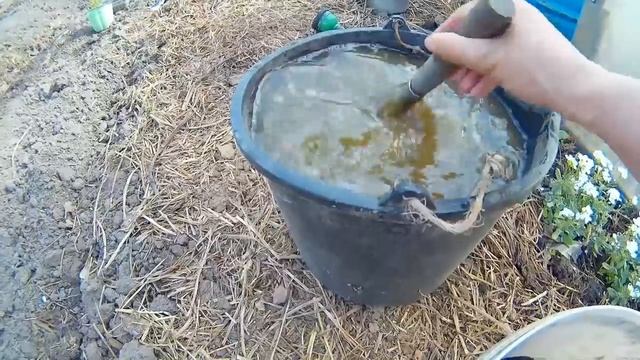 Розы. Очень эффективная подкормка для роз.