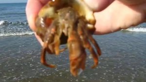 Живое море.Морджим.Гоа.Индия