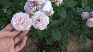 Небольшой обзор роз 12.07.2021, великолепные - Prix P.J. Redoute, Florence Delattre, Nautica, Rokok