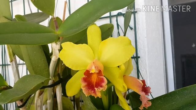 Цветение каттлеи blc Waikiki Gold 'Lea' смотреть онлайн