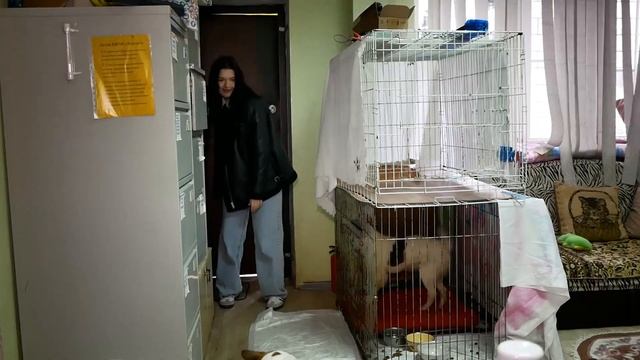 Приюты Ставрополя рассказали, как содержат бездомных животных смотреть онлайн