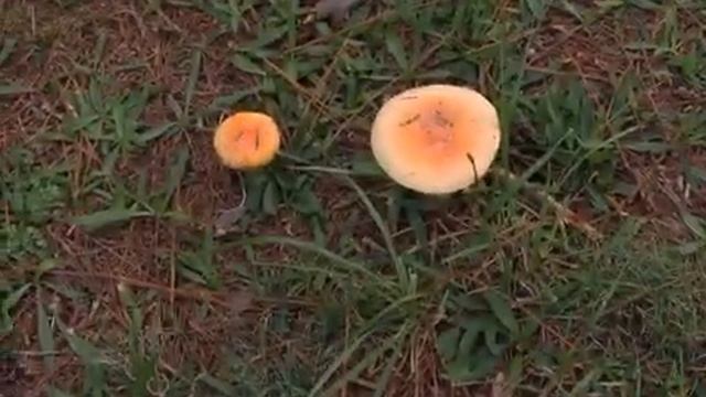 Amanita muscaria var. persicina in situ смотреть онлайн