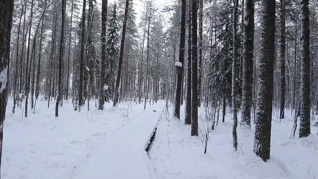 ASMR прогулка по Экотропе в Карелии зимой | winter walk in Karelia
