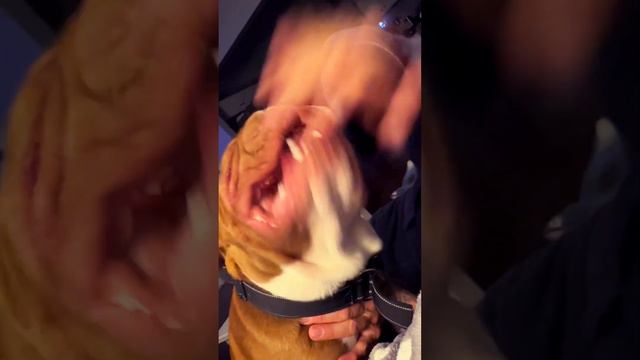 #bulldog/monster смотреть онлайн