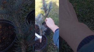 4 самых популярных сорта голубых елей.