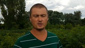 Серая гниль на малине. Диагностика. Лечение.Мониторинг.