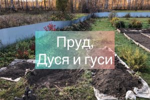 Выходные в деревне. Копаем пруд. Дуся и гуси