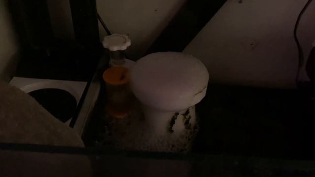 Решил проблему с цианобактериями за пару дней | Морской аквариум смотреть онлайн