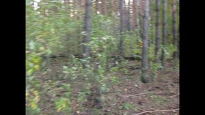 Грибы и медведи