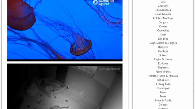 LIVE Zoo & Aquarium WEBCAMS! смотреть онлайн