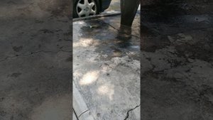 БОГОМОЛ против воробей