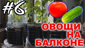 Выращиваем овощи огурцы и помидоры на балконе. Эксперимент - #6