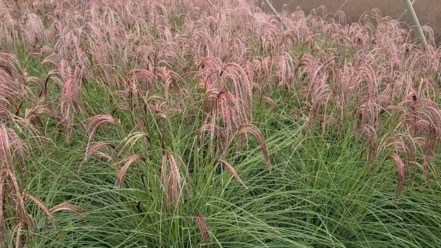 Miscanthus Red Cloud® (Maiden Grass) // Amazing Ornamental Grass - Weeping Red Tassel-like Flowers смотреть онлайн