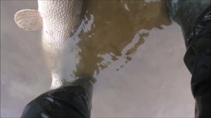 Биг Бейты рулят! Щука 14+, но где же монстры!