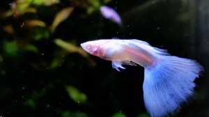 Гуппи голубое небо альбино / Guppy Sky Blue Albino