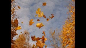 Осень Осень (Листья жёлтые)