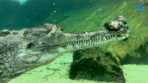 Гавиал - людоед которого никто не боится. Невероятные факты о гавиале. Гавиал в деле.