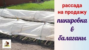 9. Пикировка томатов в балаганы. Рассада на продажу.