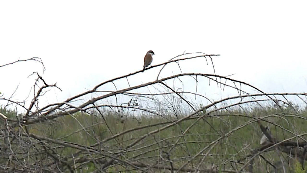 Обитающих на Ставрополье горлиц занесли в Красную книгу России