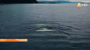 В Кандалакшский залив заплыли две любопытные белухи