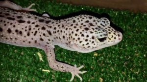 ОЖИРЕНИЕ У ЭУБЛЕФАРА / ПРИЧИНЫ ПОЯВЛЕНИЯ / РЕШЕНИЕ / РАЦИОН ПИТАНИЯ