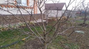 Осенняя обрезка яблони в средней полосе.