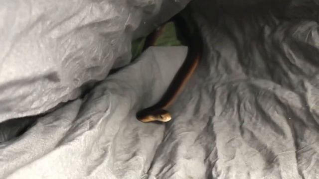 COASTAL TAIPAN: The Ultimate Snake - Poona смотреть онлайн