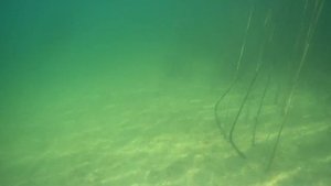 Озеро Белое. Из цикла по Озерам Псковской области.