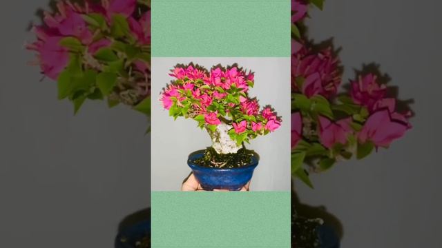 Pink pixie bougainvillea getting ready to bloom in time for Christmas! #bonsai #bougainvillea