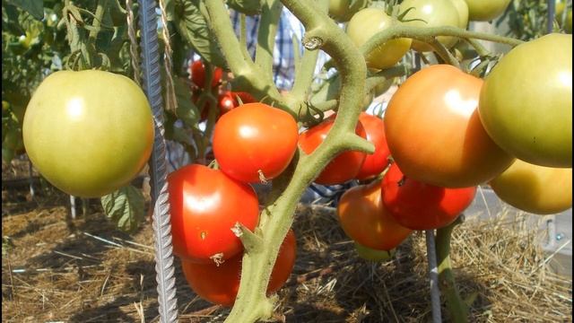 Самый лучший томат в мире 2023 г.!!!Высокоурожайный, сладкий и вкусный томат ДАР ЗАВОЛЖЬЯ КРАСНЫЙ!!