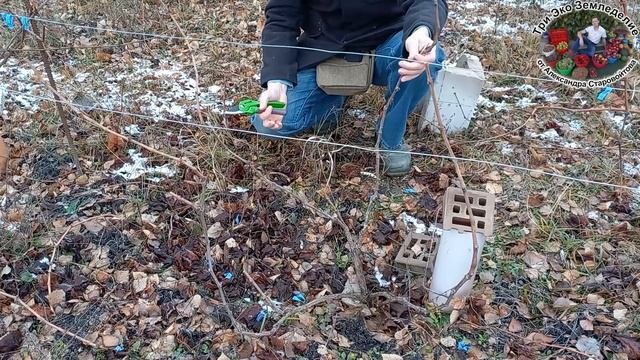Обрезка и укрытие молодого виноградника. В гостях у начинающего виноградаря #ТриЭкоВиноградник