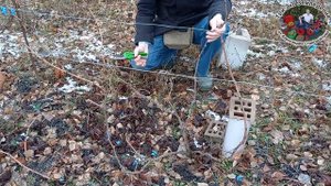 Обрезка и укрытие молодого виноградника. В гостях у начинающего виноградаря #ТриЭкоВиноградник