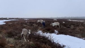 Дети тундры / Кормление ручных оленей