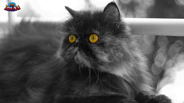 Персидская порода - особенности породы