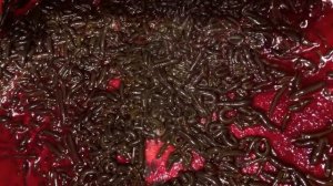 Кормление медицинской пиявки на Биофабрике СПб