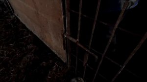 Одеваем кольца на пятак свиньям ( ЖЕСТЬ )