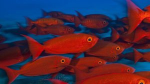 Куча Рыбы Но рыбалка неудалась((Рыбалка Иркутская Область)