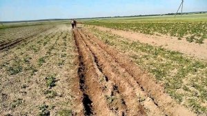 Окучивание картофеля мотоблоком Shtenli 1900 pro...Исправление ошибок при помощи коня