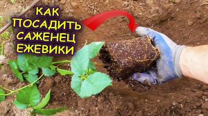 Ежевика на даче уход выращивание и посадка саженца в грунт. Как посадить саженец ежевики правильно.