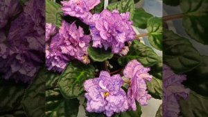 Фиалка ЛЕ - Клеопатра (Лебецкая Е.)