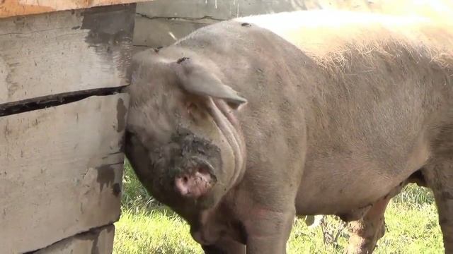 В гостях «У Риты». Хряк Борис смотреть онлайн