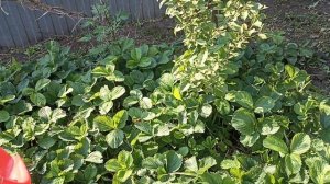 Влог в деревне басик собирает клубнику ???