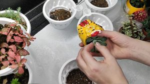 СУККУЛЕНТЫ (Эхеверия, Хавортия и другие) Пересадка, правильный грунт для суккулентов, 2 удобрения