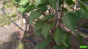 Абрикос сорт Харгранд, Астрахань 2021г.