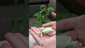 Палочники листовидки  Имаго.