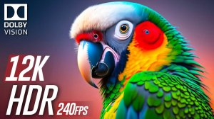 Пиковая яркость of Dolby Vision 12K HDR 240 fps