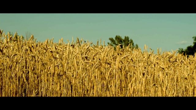 Nikon D3300 kit 18-55 Sample Video смотреть онлайн