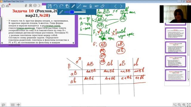 Задание 28 ЕГЭ биология Рохлов Подробно! Дигибридное скрещивание. Полное доминирование. смотреть онлайн